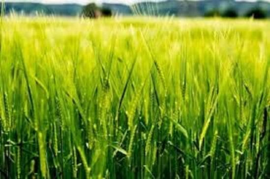 Agric. Sector to Disappoint despite Private Sector-led Scheme, Firm Says