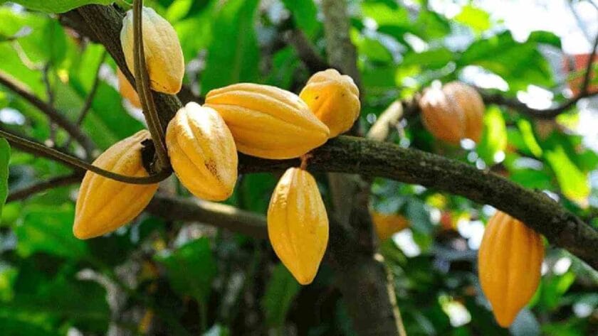 Acumen Closes $58m Impact Fund to Support African Agribusiness