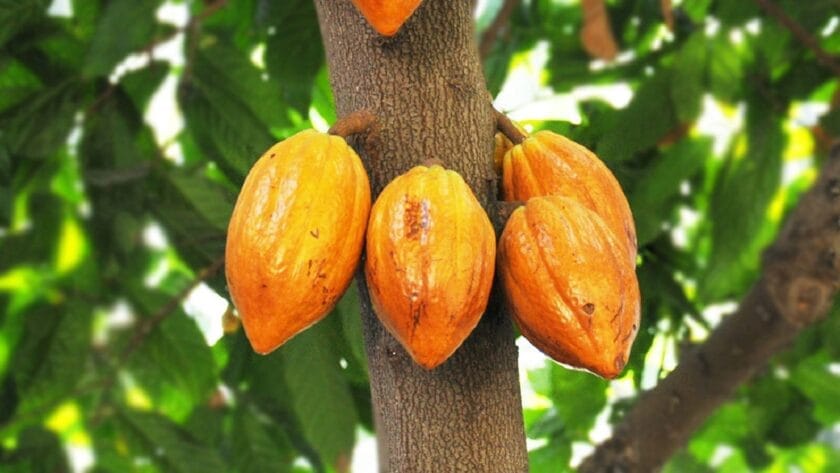 Low Upside for Cocoa Prices as Ivory Coast, Ghana Outputs Rise Low Upside for Cocoa Prices as Ivory Coast, Ghana Outputs Rise