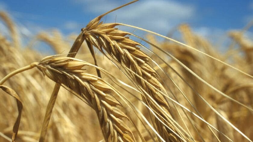 Global Food Import To Hit $1.8Trn In 2022 – Fao Global Food Import To Hit $1.8Trn In 2022 – Fao