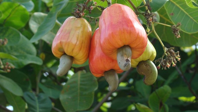 Nigeria Targets $500m from Cashew Exports