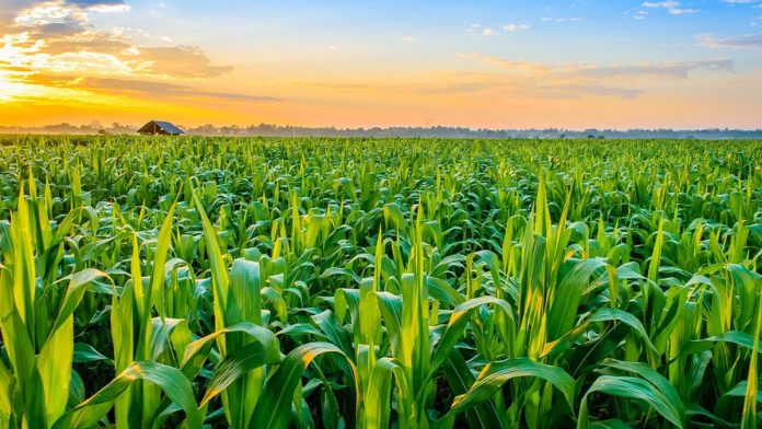 Africa Gets $50bn to Transform Agriculture – AfDB