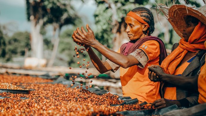 Ethiopia Coffee Production to Rise in 2023-24