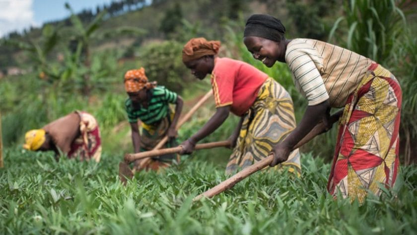 EIB, Bank of Kigali Outline €100m Plan to Support Rwanda Farmers