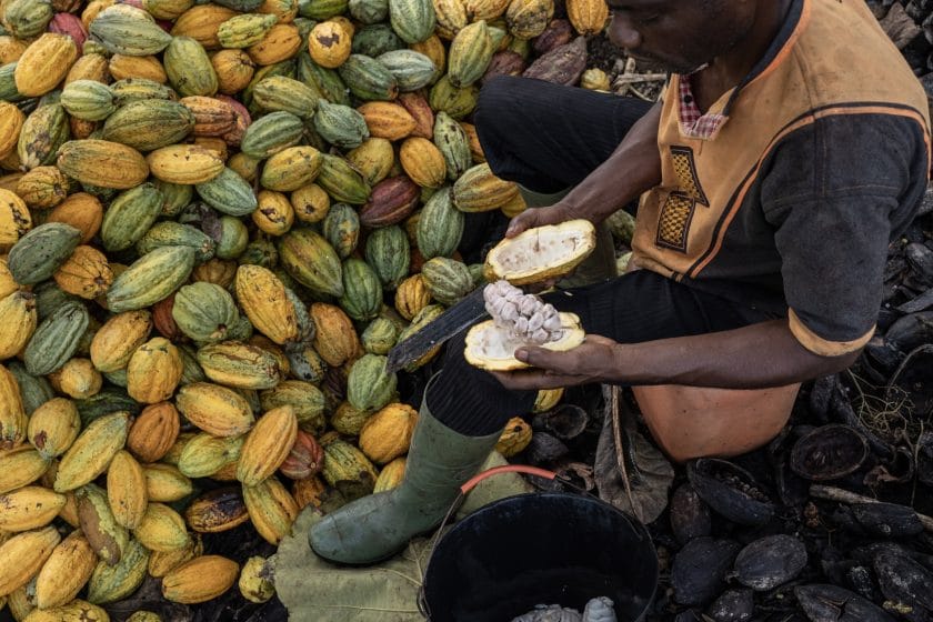 Cocoa Prices Fall as Weather Conditions Improve Cocoa Prices Fall as Weather Conditions Improve