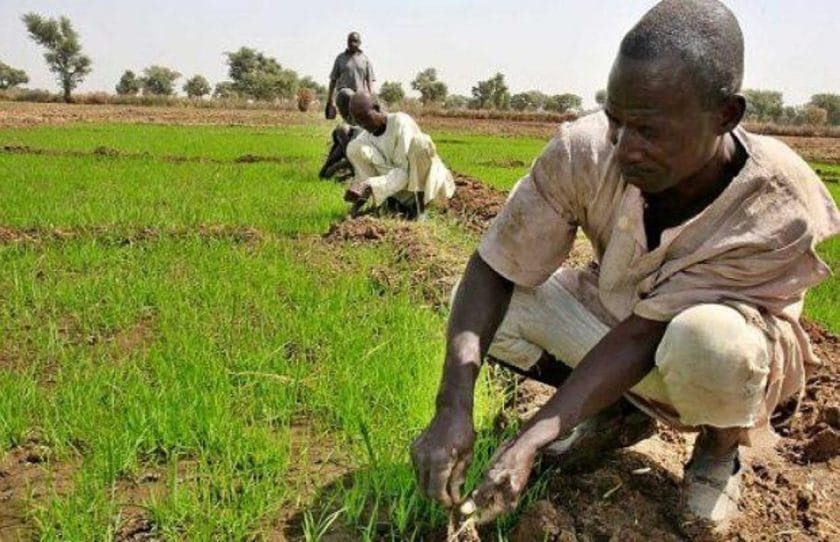 Nigerian Farmers Cannot Meet Local Rice Demands–Traders Nigerian Farmers Cannot Meet Local Rice Demands–Traders