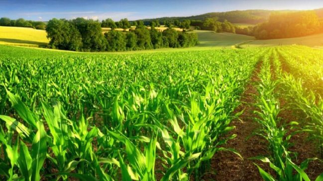 FG to Host Agriculture, Food Security Summit – Minister