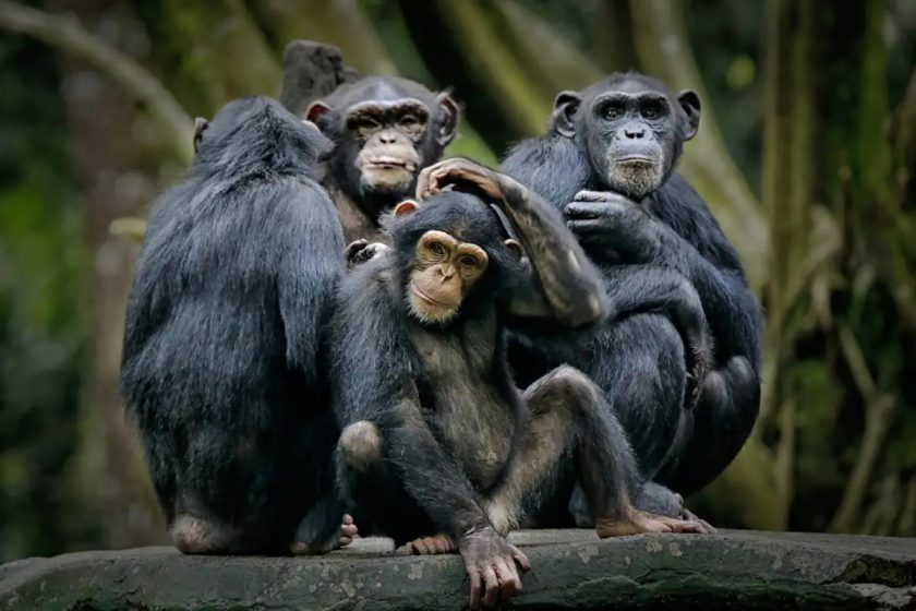 Mineral Extraction Threatens Great Apes Across Africa Mineral Extraction Threatens Great Apes Across Africa
