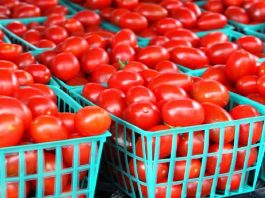 Tomato Production: FG Distributes Inputs to Farmers in North East