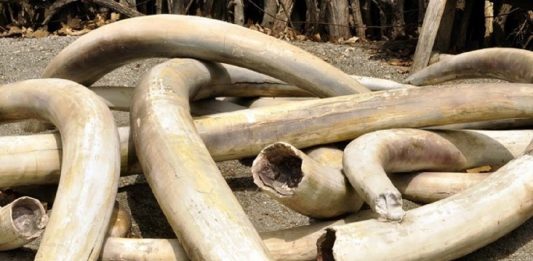 Nigeria Arrests Two Key Ivory Traffickers Connected to Recent Seizure in Vietnam
