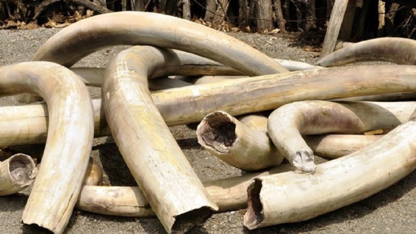 Nigeria Arrests Two Key Ivory Traffickers Connected to Recent Seizure in Vietnam