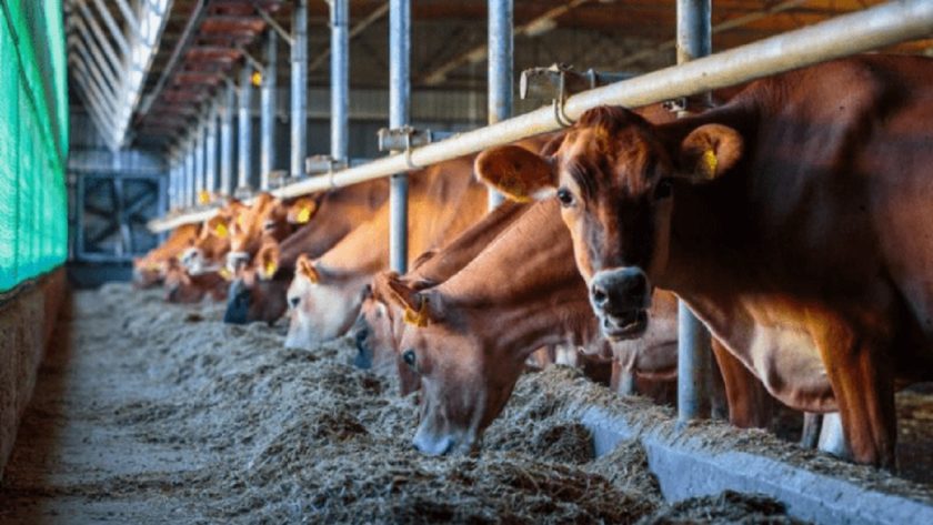FG Set to Boost Livestock Business, Strengthen PPP Drive FG Set to Boost Livestock Business, Strengthen PPP Drive