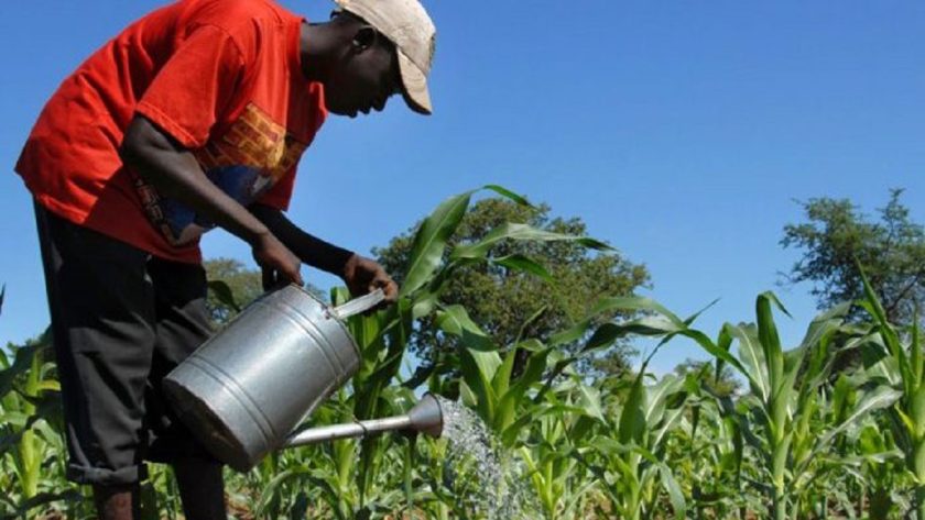 Nigeria Has 40.2m Agriculture Households – NBS