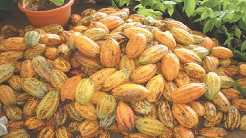 Alternative Bank Proffers Measures To Boost Nigeria’s Cocoa Production, Export
