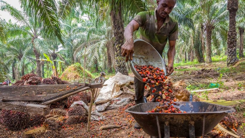 Nigeria, Indonesia Sign Palm Oil Cooperation Agreement