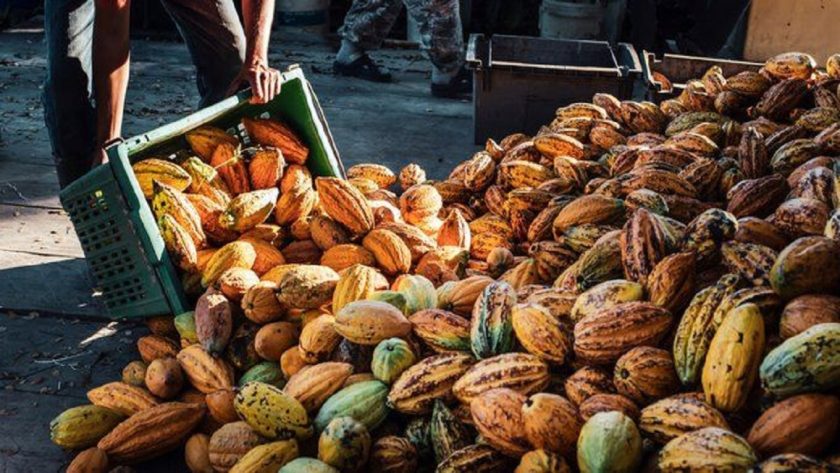 Nigeria’s Cocoa Market Values Over $6bn -Stakeholders