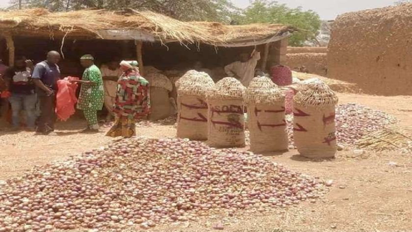RMRDC, BoI Set to Partner on Boosting Nigeria’s Onion Value-Chain Development