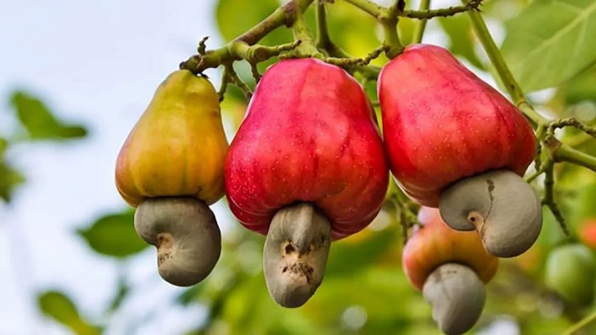 Burkina Faso Cashew Cultivation, Lever for Sustainable, Inclusive Development