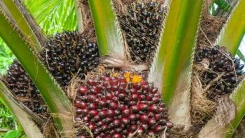 Nigeria’s Palm Oil Sector Heats Up: The Brewing Bidding War Between Ellah Lakes & Presco Nigeria’s Palm Oil Sector Heats Up: The Brewing Bidding War Between Ellah Lakes & Presco
