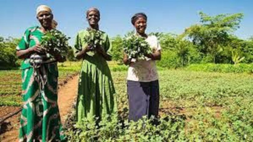Yobe State Gets N3.8bn for Climate Farming From World Bank Yobe State Gets N3.8bn for Climate Farming From World Bank