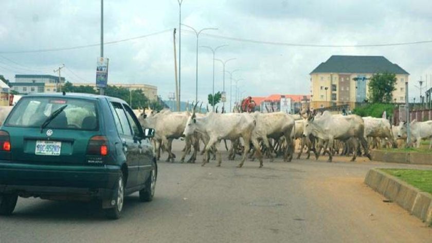 FG to Relocate Cattle From Abuja to Grazing Reserves FG to Relocate Cattle From Abuja to Grazing Reserves