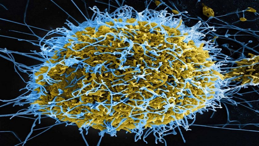 Nigeria Boosts Ebola Alert as Outbreak Hits DRC