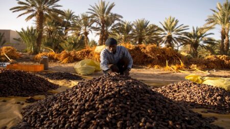 Egypt Establishes World’s Largest Date Plantation With 2.3m Trees Egypt Establishes World’s Largest Date Plantation With 2.3m Trees
