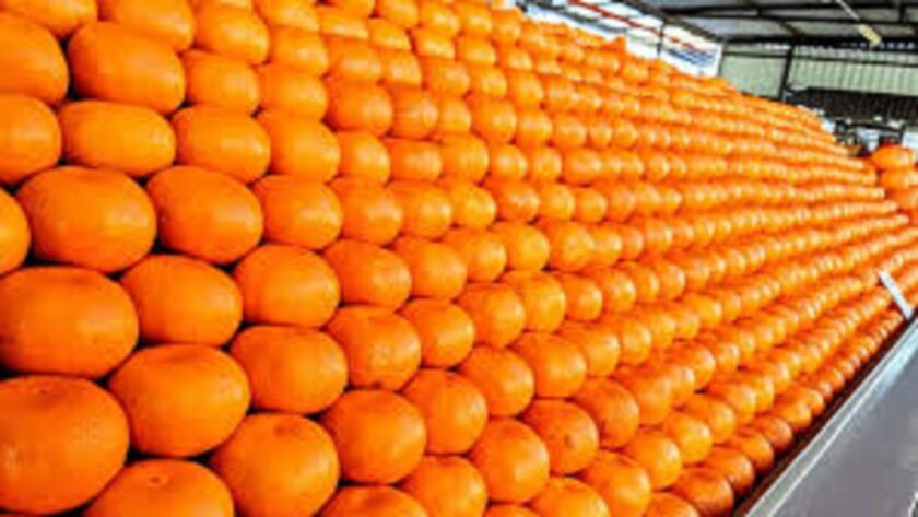 South Africa’s Citrus Exports Rise by Record 22% in 2025 South Africa’s Citrus Exports Rise by Record 22% in 2025