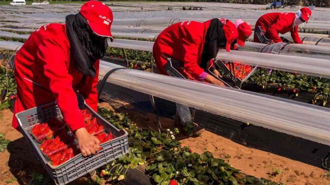 Agriculture, Investment To Drive Morocco'S Economic Growth