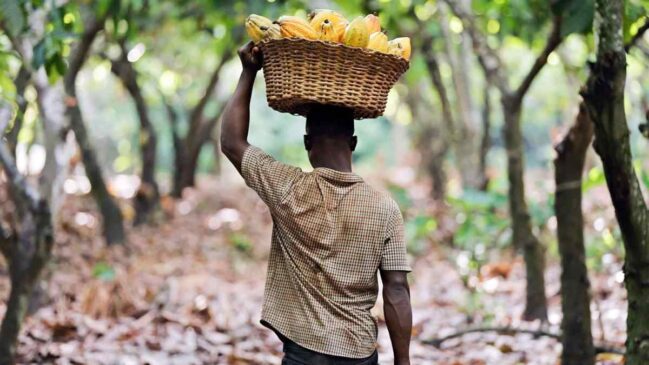 Kogi cocoa farmers, stakeholders seek govt intervention over price slump 1 Kogi cocoa farmers, stakeholders seek govt intervention over price slump