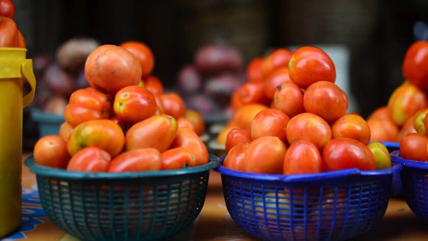 Tomato Farmers Predict Steady Price Hike From May