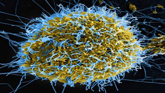 Ebola Outbreak: WHO Records 500 Suspected Cases, 130 Deaths in DRC