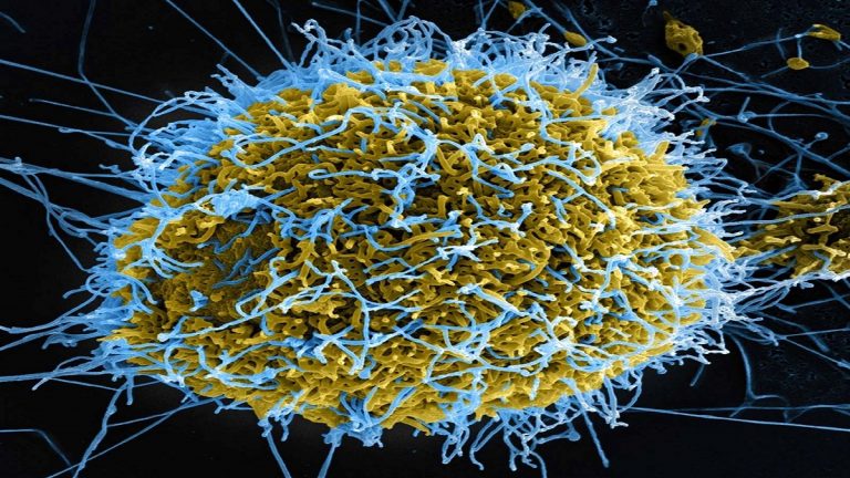 Ebola Outbreak: WHO Records 500 Suspected Cases, 130 Deaths in DRC Ebola Outbreak: WHO Records 500 Suspected Cases, 130 Deaths in DRC