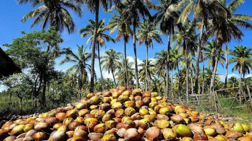 India Leads Global Coconut Production With 31% of World Output